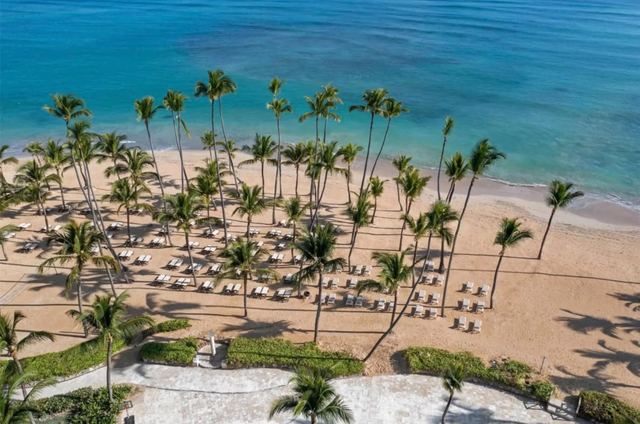 Aerial view of the beach with rows of palms and loungers along the shore